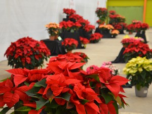 Expo poinsettia2