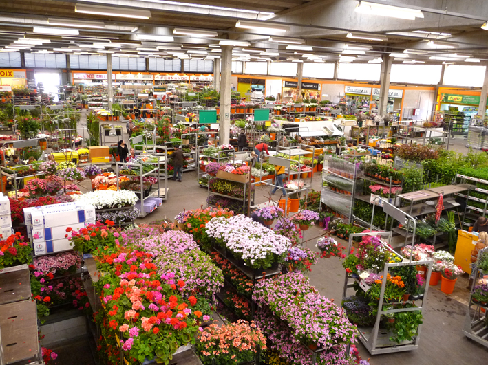 Venda directa Mercat de Flor i Planta Ornamental Venda directa Mercat de Flor i Planta Ornamental