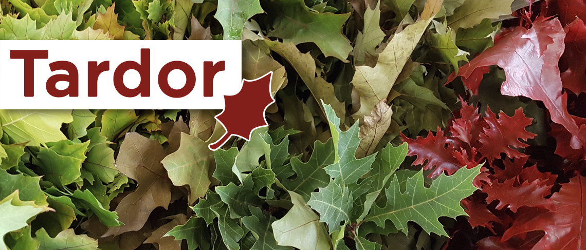 Banner tardor CAT